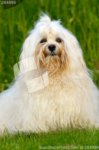 Image of Bichon Havanais posing