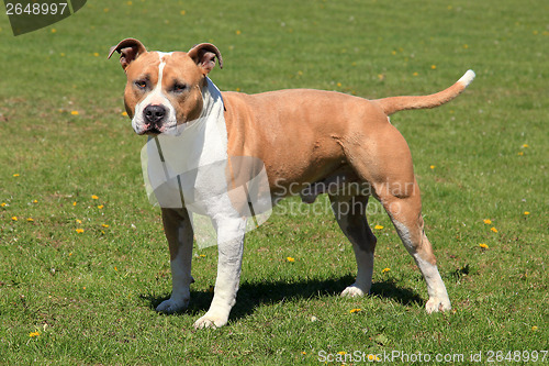 Image of Old American Staffordshire Terrier