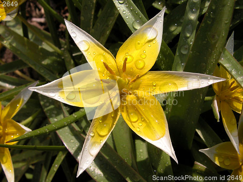 Image of lily