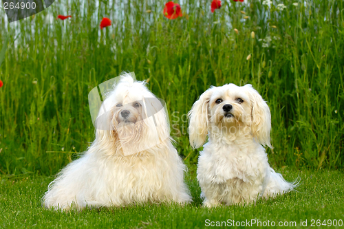 Image of Two dogs in the natur