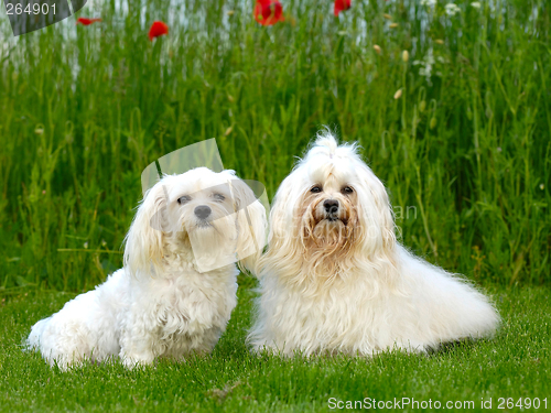 Image of Two dogs, grass and flowers