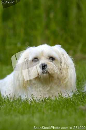 Image of White dog on grass