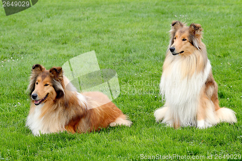 Image of Two Collie Rough in a summer garden