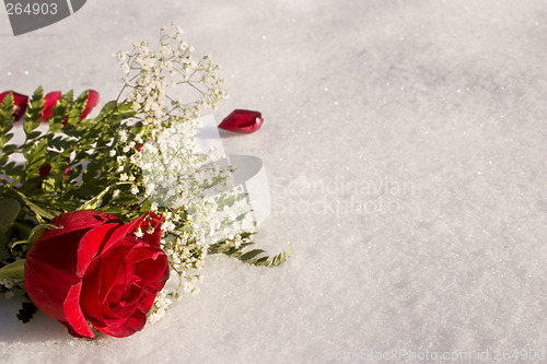 Image of Snowy Rose