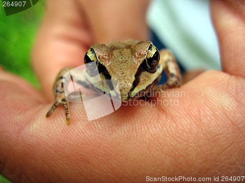 Image of Frog in Hand