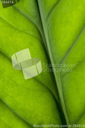 Image of Leaf closeup

