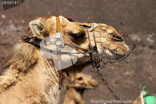 Image of brown dromedary bite in the volcanic timanfaya lanzarote spain a