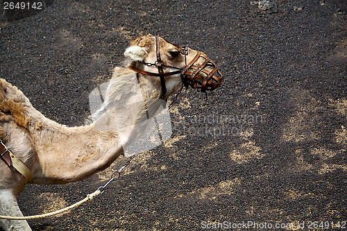 Image of brown dromedary bite in the volcanic timanfayaspain africa