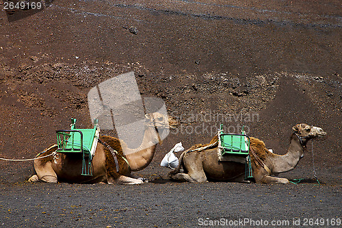 Image of  in the volcanic timanfaya lanzarote spain africa