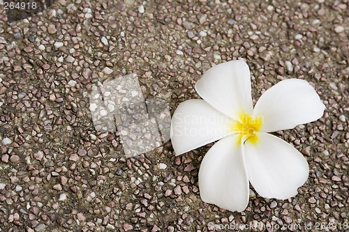 Image of White Frangipani flower on rock surface

