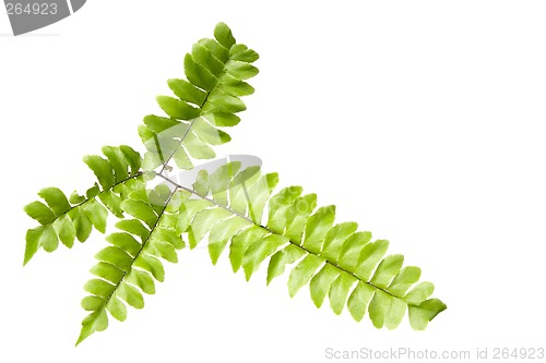 Image of Fern leaves isolated

