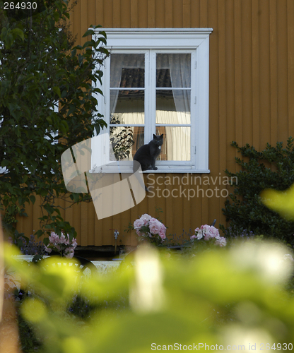 Image of Cat in window