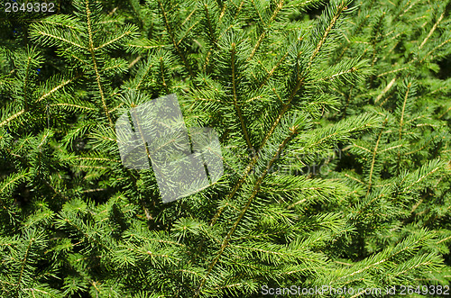 Image of Background of Christmas tree branches 