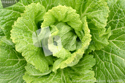 Image of Cabbage Closeup 