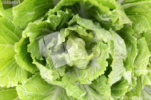 Image of Cabbage Closeup 