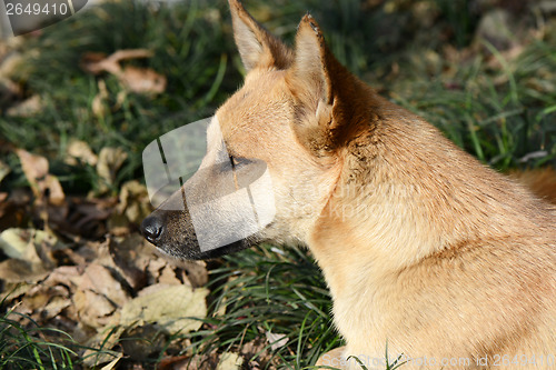 Image of Dog portrait closeup