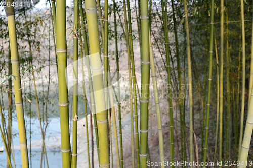 Image of Bamboo forest