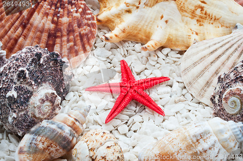 Image of Seashells