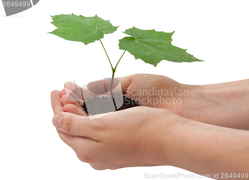 Image of Tree in hands