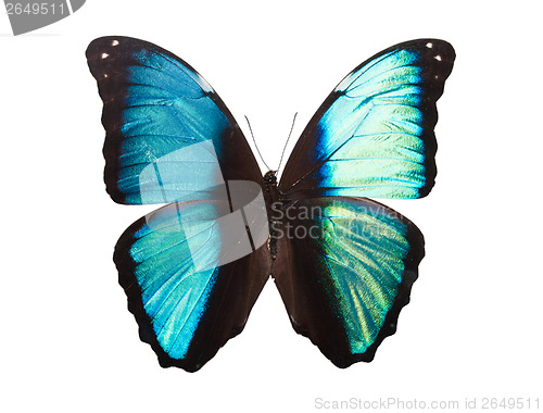 Image of Butterfly