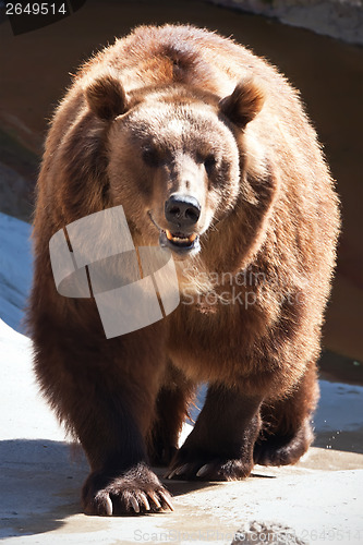 Image of Bear