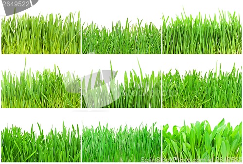 Image of Green grass