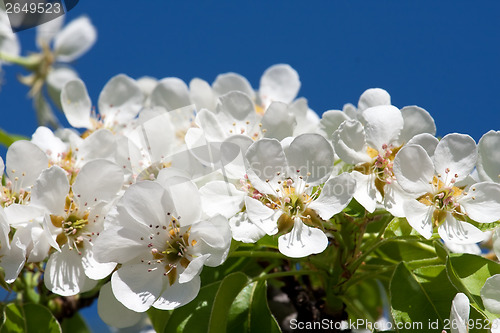 Image of Apple flowers