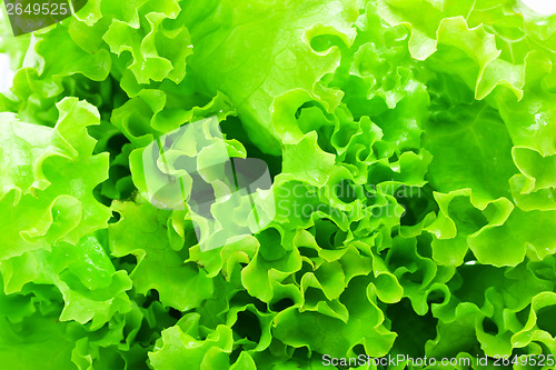 Image of Lettuce