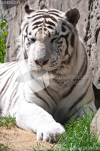 Image of White Tiger