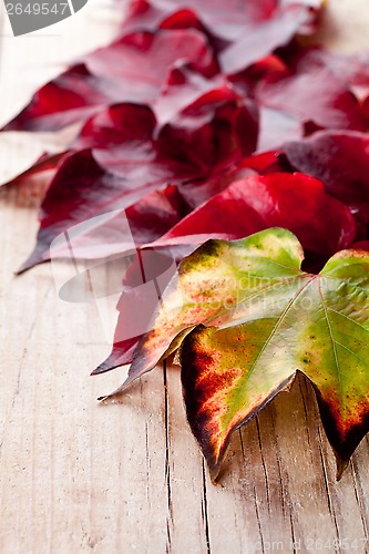 Image of autumn leaves