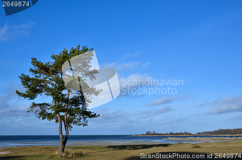 Image of Lone coastal pine tree