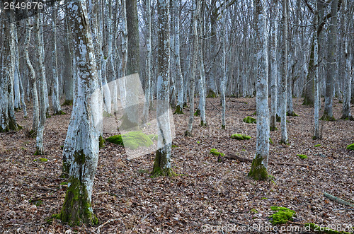 Image of Mystical forest