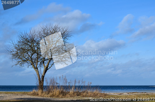 Image of Bare single tree