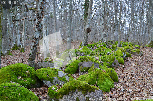 Image of Mossy rocks