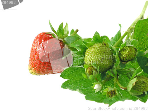 Image of strawberries