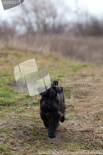 Image of Miniature schnauzer