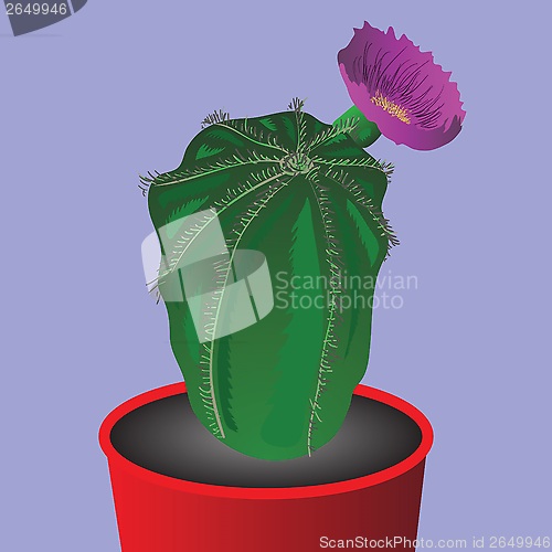 Image of cactus flower