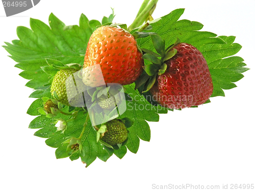 Image of strawberries