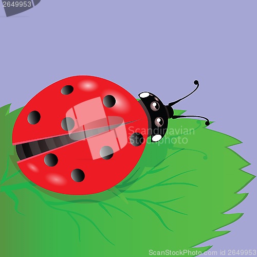 Image of ladybird