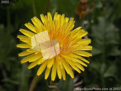 Image of dandelion