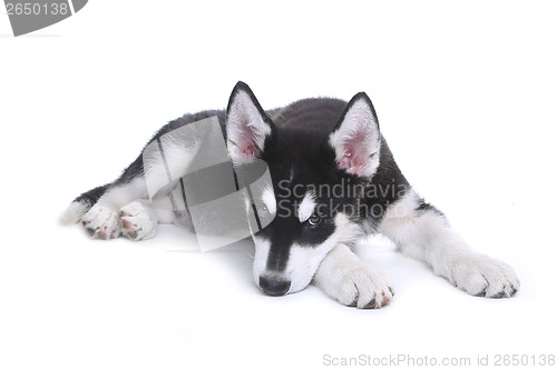 Image of Alaskan Malamute Puppy on White Background in Studio