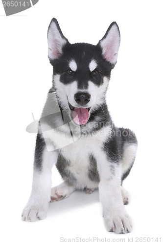 Image of Alaskan Malamute Puppy on White Background in Studio