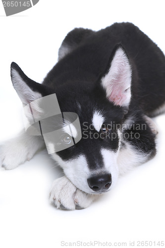 Image of Alaskan Malamute Puppy on White Background in Studio