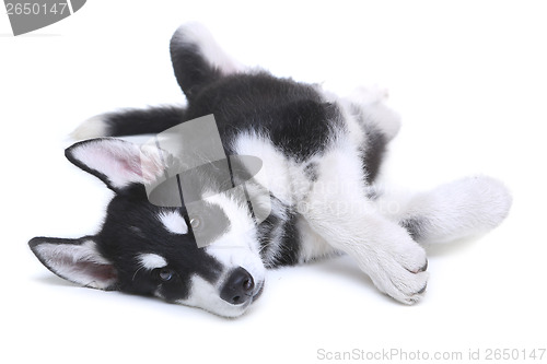 Image of Alaskan Malamute Puppy on White Background in Studio