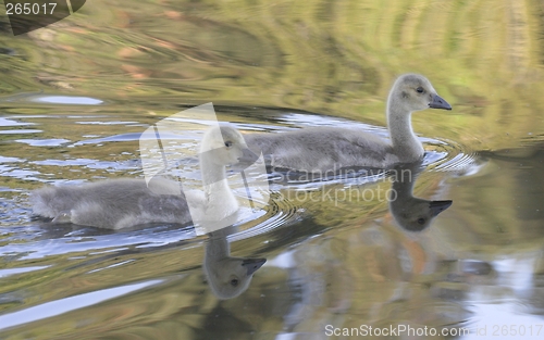 Image of Young Canadian Goose