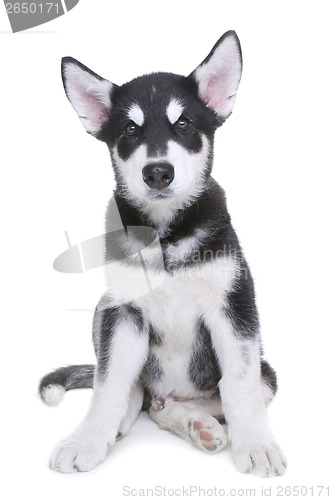 Image of Alaskan Malamute Puppy on White Background in Studio