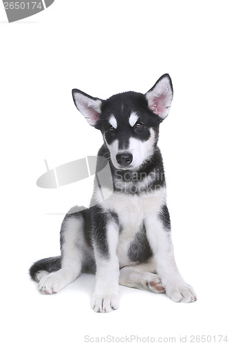 Image of Alaskan Malamute Puppy on White Background in Studio