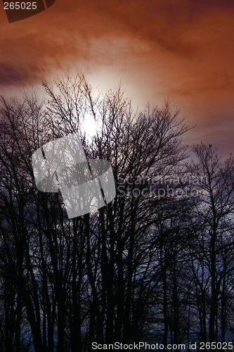 Image of tree silhouettes