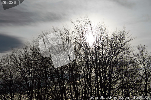 Image of tree silhouettes