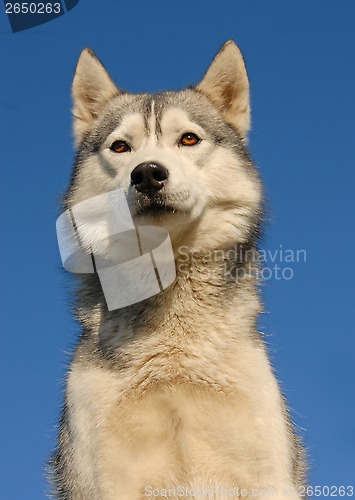 Image of siberian husky